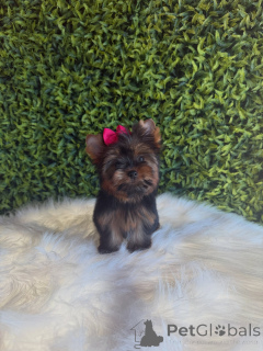 Photo №1. yorkshire terrier - for sale in the city of Prague | negotiated | Announcement № 172845