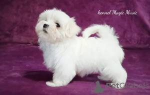 Photo №2 to announcement № 26020 for the sale of maltese dog - buy in Ukraine from nursery