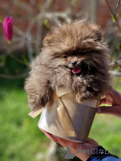 Additional photos: Pomeranian - beautiful puppies