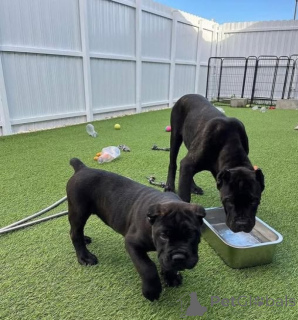 Photo №1. cane corso - for sale in the city of Brussels | negotiated | Announcement № 170820