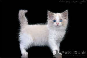 Photo №1. ragdoll - for sale in the city of Aalen | negotiated | Announcement № 156971