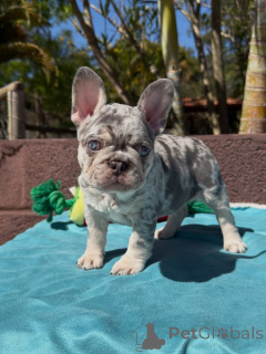 Photo №1. french bulldog - for sale in the city of Touolouse | negotiated | Announcement № 174878