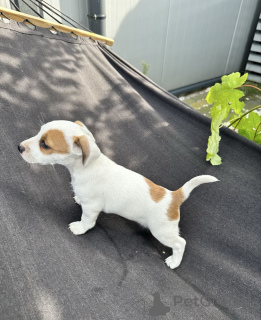 Photo №1. jack russell terrier - for sale in the city of Aalborg | negotiated | Announcement № 157578