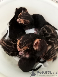 Photo №4. I will sell bengal cat in the city of Kirov. breeder - price - 195$