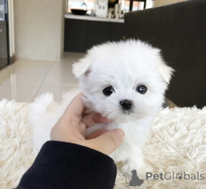 Photo №1. maltese dog - for sale in the city of Anderlecht | negotiated | Announcement № 163831