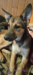 Photo №4. I will sell non-pedigree dogs in the city of Moscow river.  - price - Is free