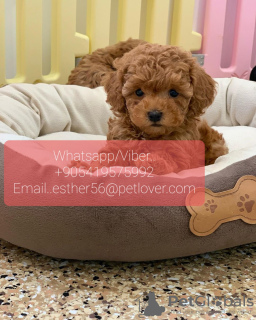 Photo №1. poodle (toy) - for sale in the city of Borlänge | negotiated | Announcement № 47599