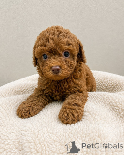 Photo №3. Adorable Toy Poodle Puppies for Sale Healthy, Home-Raised & Ready for Loving. Czech Republic