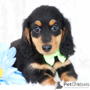 Photo №2 to announcement № 100240 for the sale of dachshund - buy in Germany private announcement, from nursery, breeder