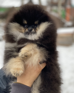 Photo №2 to announcement № 4867 for the sale of pomeranian - buy in Russian Federation breeder