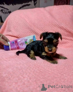 Photo №4. I will sell yorkshire terrier in the city of Chicago. breeder - price - 400$