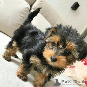 Photo №3. Beautiful puppies of the Yorkshire terrier are sold. Germany