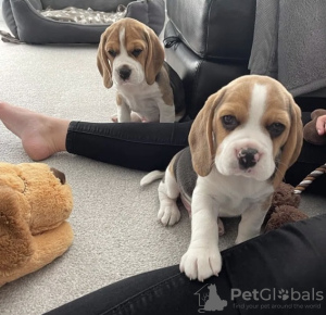 Additional photos: For sale English Beagle puppies