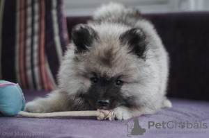 Photo №4. I will sell german spitz in the city of Minsk. from nursery - price - 196$