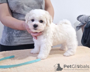 Additional photos: Bichon Friesian puppies