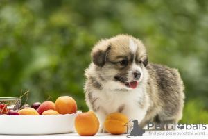 Additional photos: welsh corgi pembroke