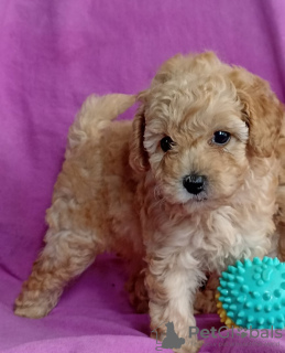 Photo №1. poodle (toy) - for sale in the city of Kula | negotiated | Announcement № 54883