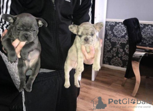 Photo №1. french bulldog - for sale in the city of Berlin | 370$ | Announcement № 116805