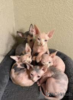 Photo №2 to announcement № 164826 for the sale of sphynx-katze - buy in Finland private announcement, breeder