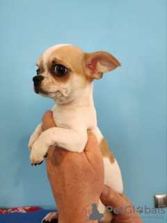 Photo №4. I will sell chihuahua in the city of Munich. breeder - price - 269$