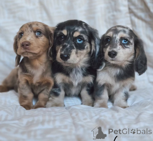 Photo №1. dachshund - for sale in the city of Blatten | 723$ | Announcement № 163114