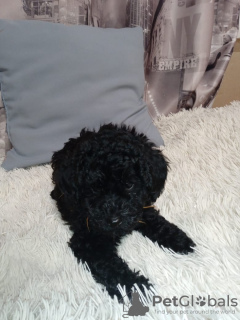 Photo №4. I will sell poodle (dwarf) in the city of Москва. private announcement - price - 325$