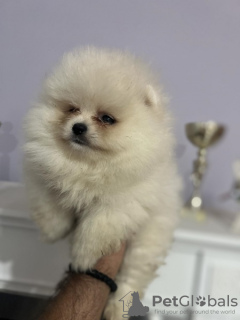 Additional photos: Pomeranian, puppies of first class bloodline and beauty