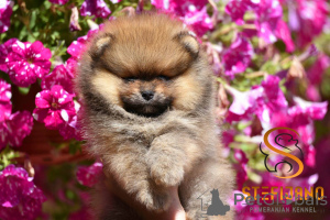 Photo №3. Miniature Spitz Boo Pomeranian puppies. Serbia