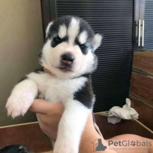 Photo №1. siberian husky - for sale in the city of Флоренс | negotiated | Announcement № 17531