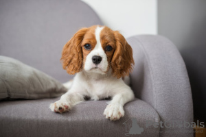 Photo №1. cavalier king charles spaniel - for sale in the city of Lima | negotiated | Announcement № 49932