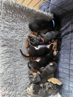 Photo №1. dachshund - for sale in the city of Great Neck | 310$ | Announcement № 128726