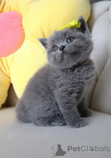 Photo №3. hBritish shorthair kittens litter. Germany