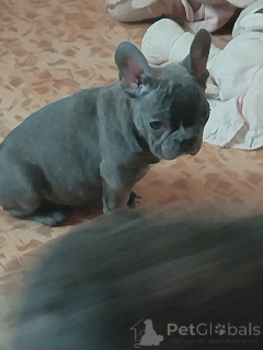 Photo №4. I will sell french bulldog in the city of Brest. private announcement - price - negotiated