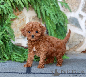 Photo №1. poodle (dwarf) - for sale in the city of Herne | 753$ | Announcement № 138331