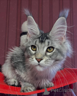 Photo №2 to announcement № 160520 for the sale of maine coon - buy in United Kingdom breeder
