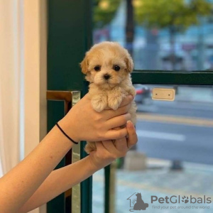 Photo №1. poodle (toy) - for sale in the city of Lauterbach (Hessen) | 264$ | Announcement № 44000