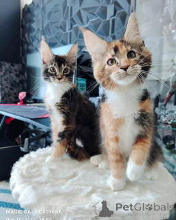 Photo №1. maine coon - for sale in the city of Munich | negotiated | Announcement № 163533