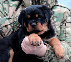 Photo №2 to announcement № 131977 for the sale of rottweiler - buy in Belarus from nursery