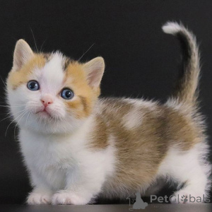 Photo №3. Munchkin kittens. Germany