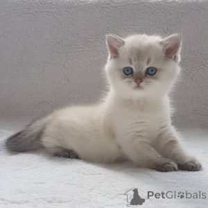 Photo №4. I will sell british shorthair in the city of Gold Coast.  - price - 2900$