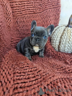 Photo №1. french bulldog - for sale in the city of Copenhague | Is free | Announcement № 16193
