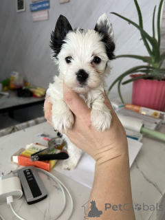 Photo №1. yorkshire terrier - for sale in the city of Berlin | 568$ | Announcement № 164797