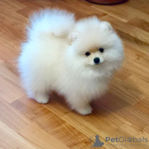 Photo №2 to announcement № 107447 for the sale of pomeranian - buy in Netherlands private announcement