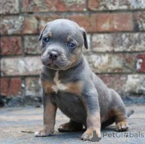 Photo №3. American Bully Puppies. Switzerland