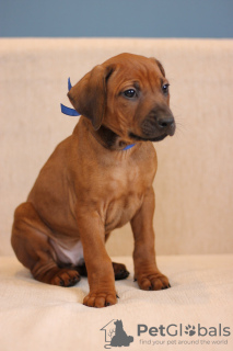 Photo №4. I will sell rhodesian ridgeback in the city of Minsk. from nursery - price - 1200$