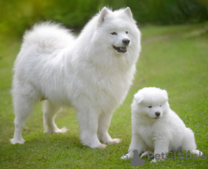 Photo №1. samoyed dog - for sale in the city of Haugesund | negotiated | Announcement № 97862