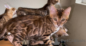 Photo №1. bengal cat - for sale in the city of Крефельд | 370$ | Announcement № 113147