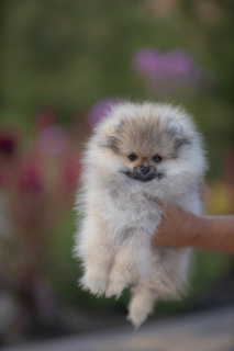 Photo №1. pomeranian - for sale in the city of Rostov-on-Don | 798$ | Announcement № 3196