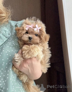 Photo №3. Elite mini micro maltipoo toy poodle pushon. Belarus