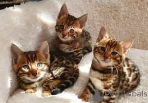 Photo №1. bengal cat - for sale in the city of Geneva | 8$ | Announcement № 156165
